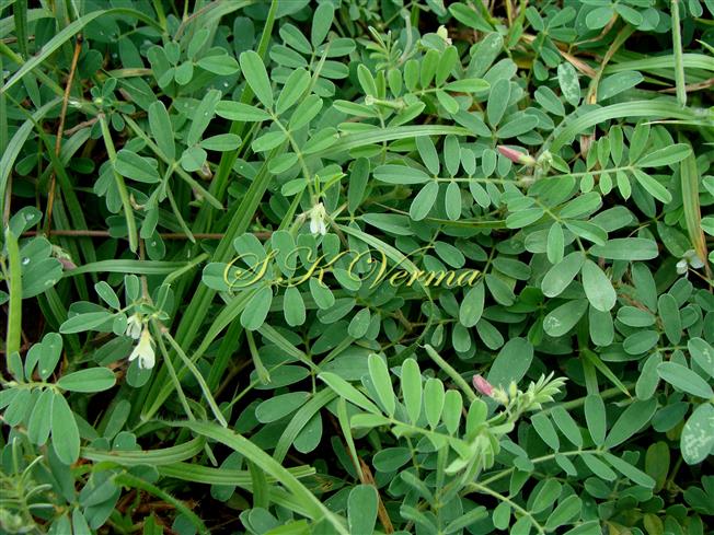  Plants